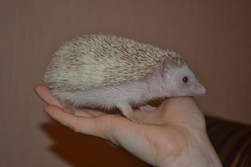 африканский ежик
