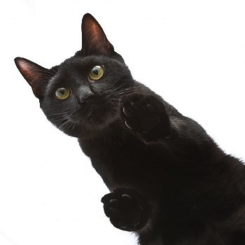 Кот